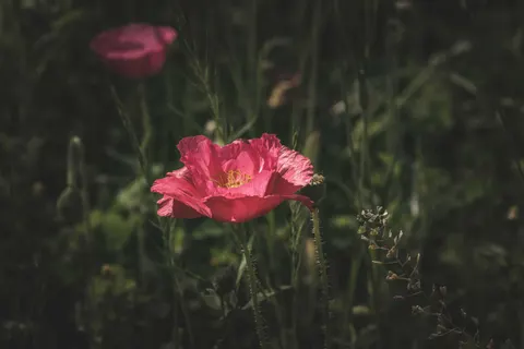 Poppy Field 4K Wallpaper · flowers · 3840×2560