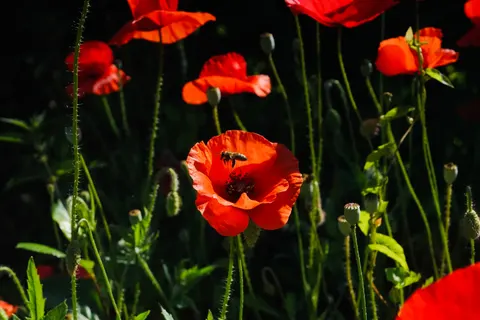 Poppy Field 4K Wallpaper · flowers · 3840×2560