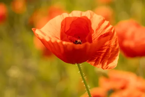 Mohnfeld 4K Hintergrundbild · flowers · 3840×2561