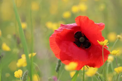 Poppy Field 4K Wallpaper · flowers · 3840×2560
