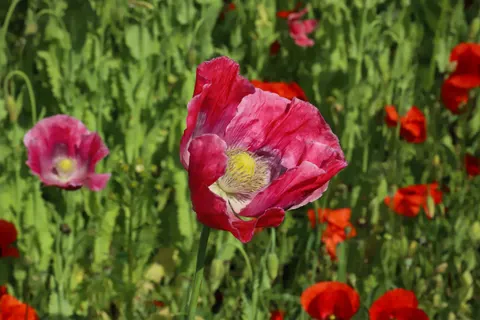 Sfondo Campo di papaveri 4K · flowers · 3840×2560