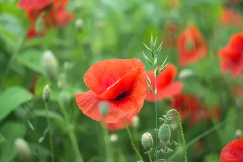 Poppy Field 4K Wallpaper · flowers · 3840×2560