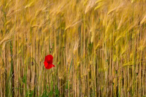 Poppy Field 4K Wallpaper · flowers · 3840×2560