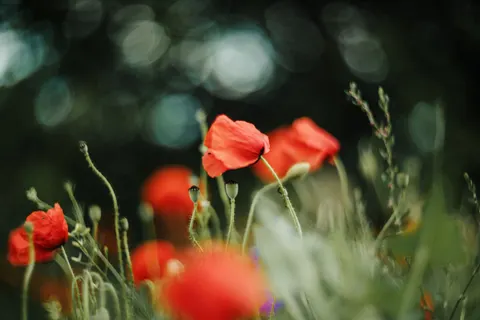Fond d'écran Champ de coquelicots 4K · flowers · 3840×2560