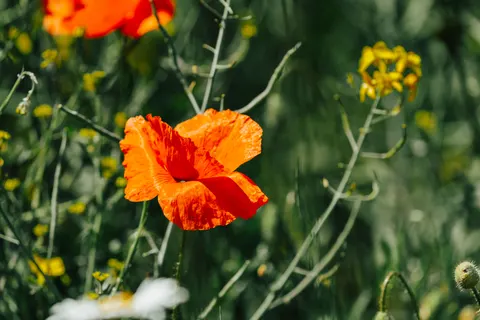 Poppy Field 4K Wallpaper · flowers · 3840×2560