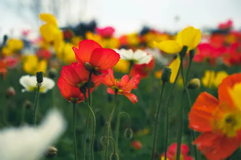 양귀비 밭 4K 배경화면 · flowers · 3840×2555