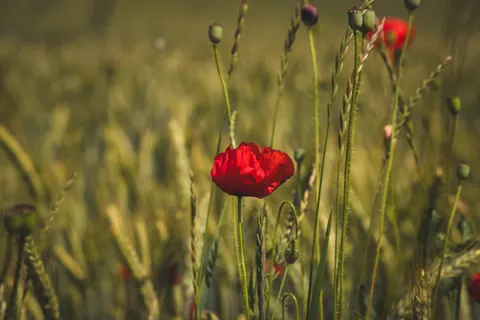 Poppy Field 4K Wallpaper · flowers · 3840×2560
