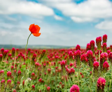 Poppy Field 4K Wallpaper · flowers · 3840×3133