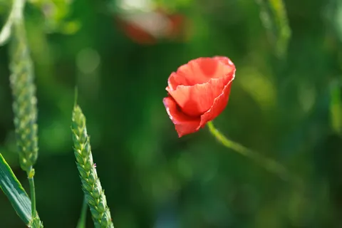 Poppy Field 4K Wallpaper · flowers · 3840×2560