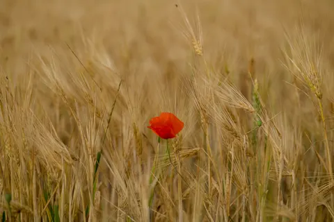 Poppy Field 4K Wallpaper · flowers · 3840×2560