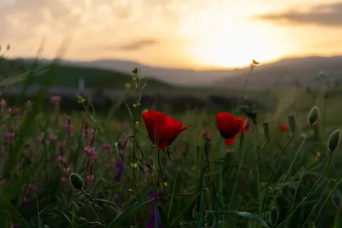 Poppy Field 4K Wallpaper · flowers · 3840×2560