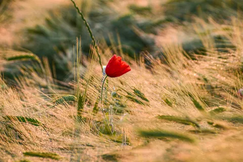 Poppy Field 4K Wallpaper · flowers · 3840×2560