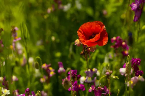 Papel de parede Campo de papoulas 4K · flowers · 3840×2560