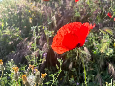 Poppy Field 4K Wallpaper · flowers · 3840×2880