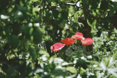 Poppy Field 4K Wallpaper · flowers · 3840×2560