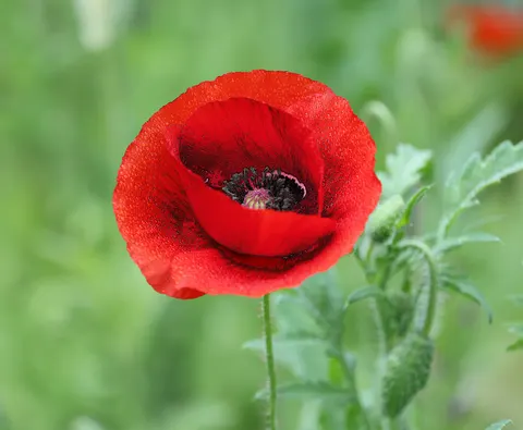 Poppy Field 4K Wallpaper · flowers · 3840×3158