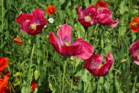 Poppy Field 4K Wallpaper · flowers · 3840×2560