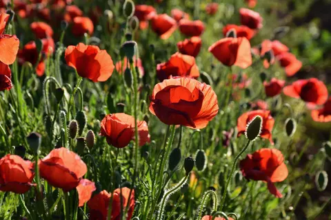 Poppy Field 4K Wallpaper · flowers · 3840×2560