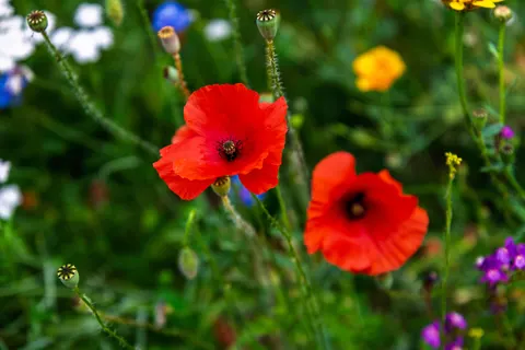Sfondo Campo di papaveri 4K · flowers · 3840×2560