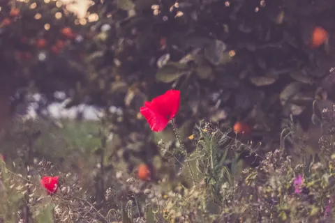 Poppy Field 4K Wallpaper · flowers · 3840×2560