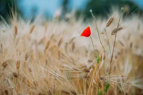 Poppy Field 4K Wallpaper · flowers · 3840×2563