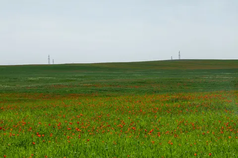 Poppy Field 4K Wallpaper · flowers · 3840×2560
