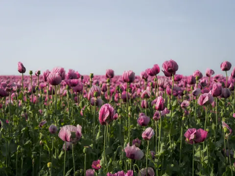 Poppy Field 4K Wallpaper · flowers · 3840×2882