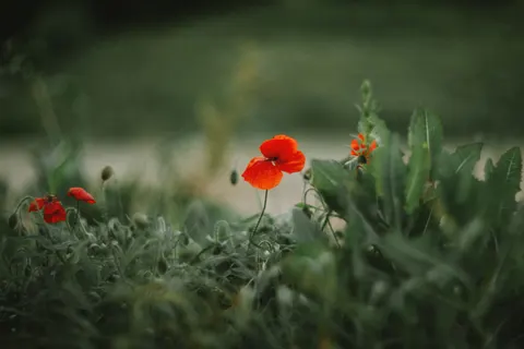 Poppy Field 4K Wallpaper · flowers · 3840×2560