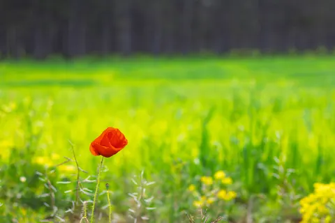 Poppy Field 4K Wallpaper · flowers · 3840×2560