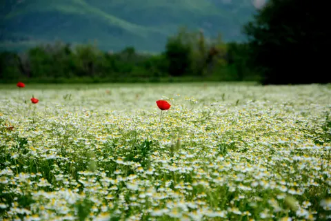 Poppy Field 4K Wallpaper · flowers · 3840×2560
