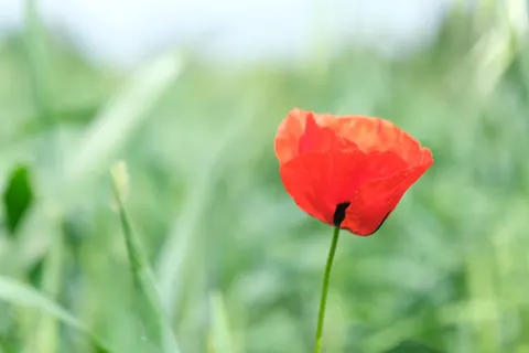 Poppy Field 4K Wallpaper · flowers · 3840×2560