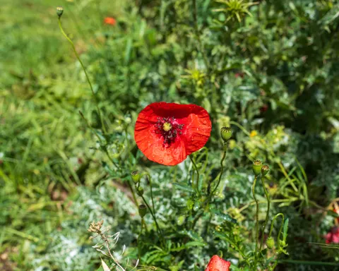 Poppy Field 4K Wallpaper · flowers · 3840×3072