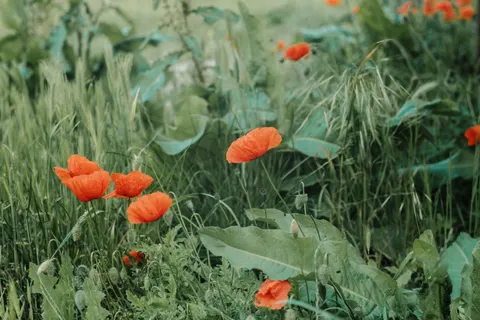 Poppy Field 4K Wallpaper · flowers · 3840×2560