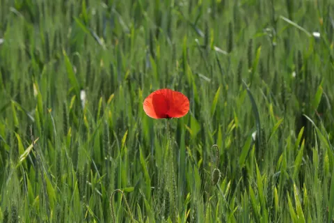 Poppy Field 4K Wallpaper · flowers · 3840×2560