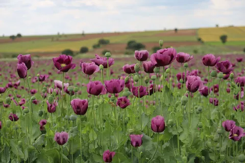 Poppy Field 4K Wallpaper · flowers · 3840×2560