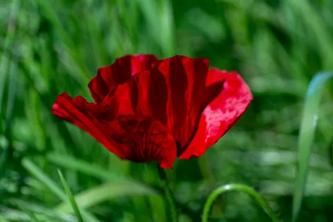 Poppy Field 4K Wallpaper · flowers · 3840×2560