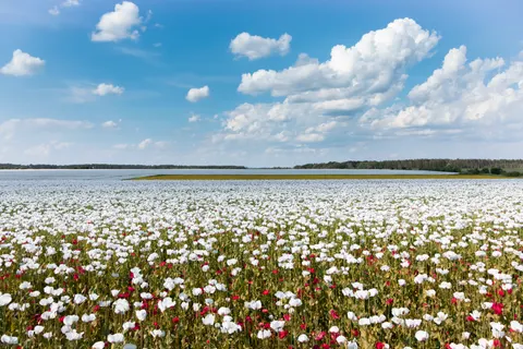 Poppy Field 4K Wallpaper · flowers · 3840×2560