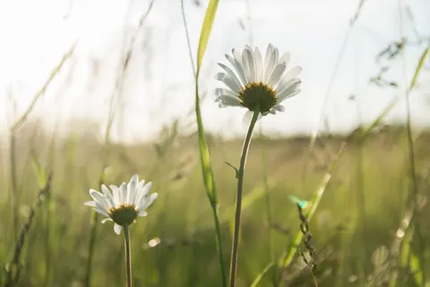 Daisy Field 4K Wallpaper · flowers · 3840×2560