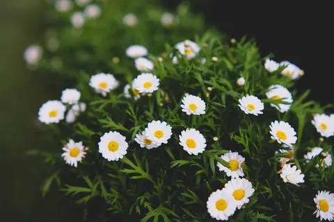 डेज़ी का खेत 4K वॉलपेपर · flowers · 3840×2560