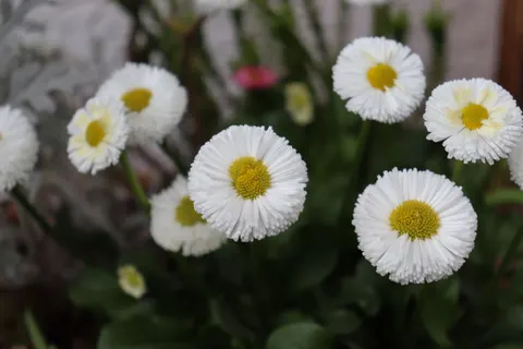 Daisy Field 4K Wallpaper · flowers · 3840×2560
