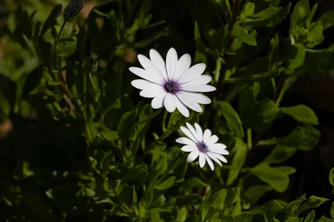 خلفية حقل الأقحوان بدقة 4K · flowers · 3840×2561