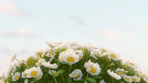 Daisy Field 4K Wallpaper · flowers · 3840×2160
