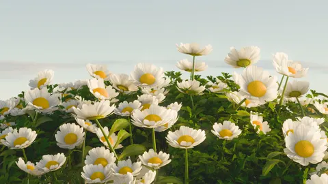 Daisy Field 4K Wallpaper · flowers · 3840×2160