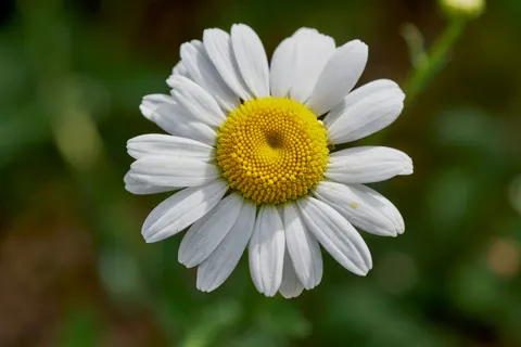 Daisy Field 4K Wallpaper · flowers · 3840×2560