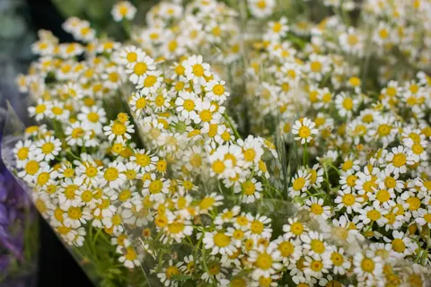 Tapeta Pole stokrotek 4K · flowers · 3840×2560