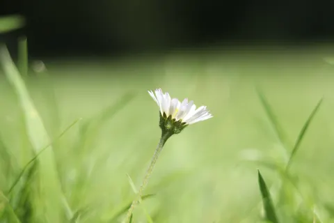 Daisy Field 4K Wallpaper · flowers · 3840×2560