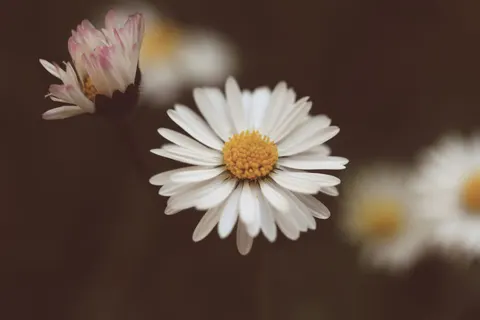 Daisy Field 4K Wallpaper · flowers · 3840×2560