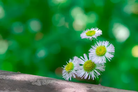 Daisy Field 4K Wallpaper · flowers · 3840×2580