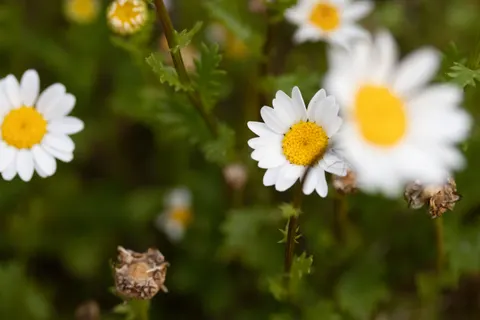 Daisy Field 4K Wallpaper · flowers · 3840×2560