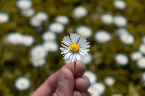 Daisy Field 4K Wallpaper · flowers · 3840×2553